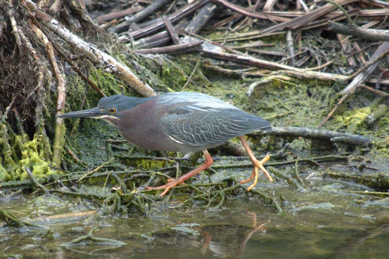 a green bird with an orange beak walking in the swamp