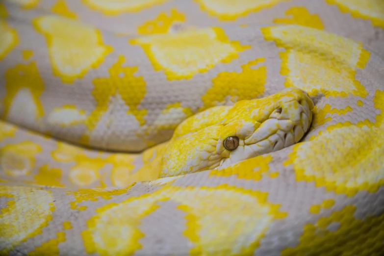 the head of an eye looking yellow snake
