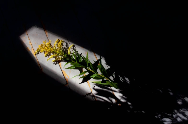 some yellow flowers on a table in the sun