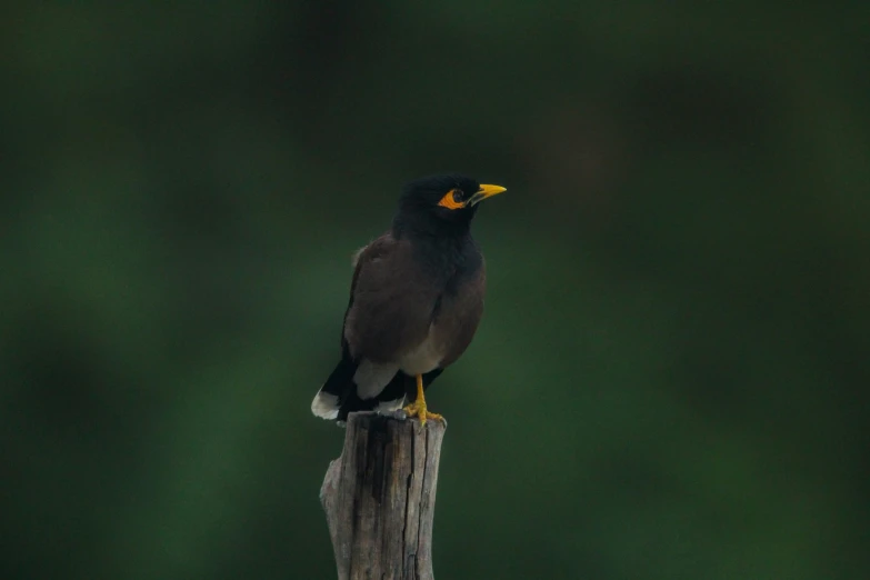 a large bird with a yellow and white  sitting on a wooden post