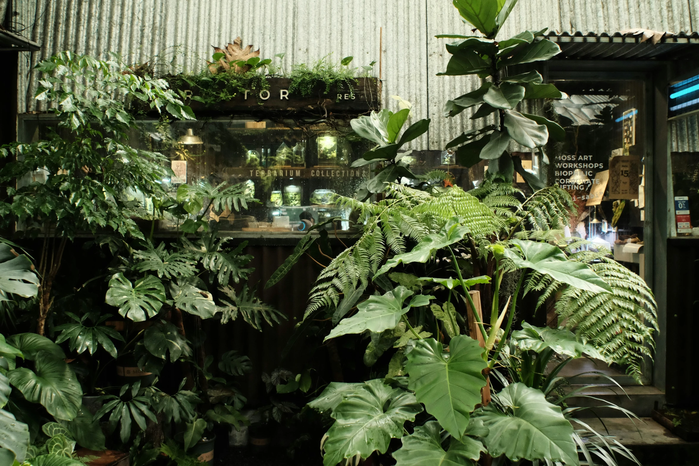 a group of large potted plants sitting outside of a store