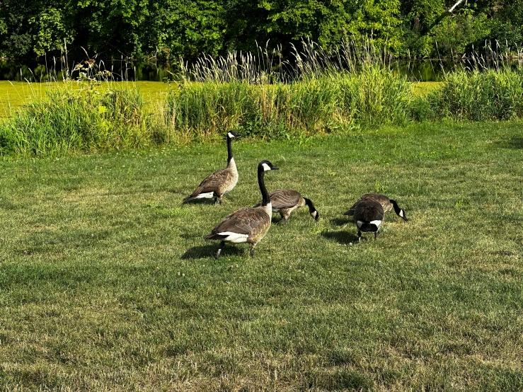 the geese are grazing in the green grass