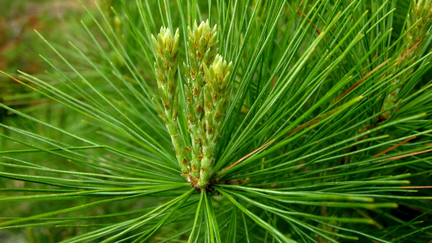 needles of a pine tree sprouting in summertime