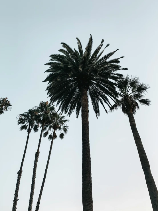 a palm tree in a row up against the sky