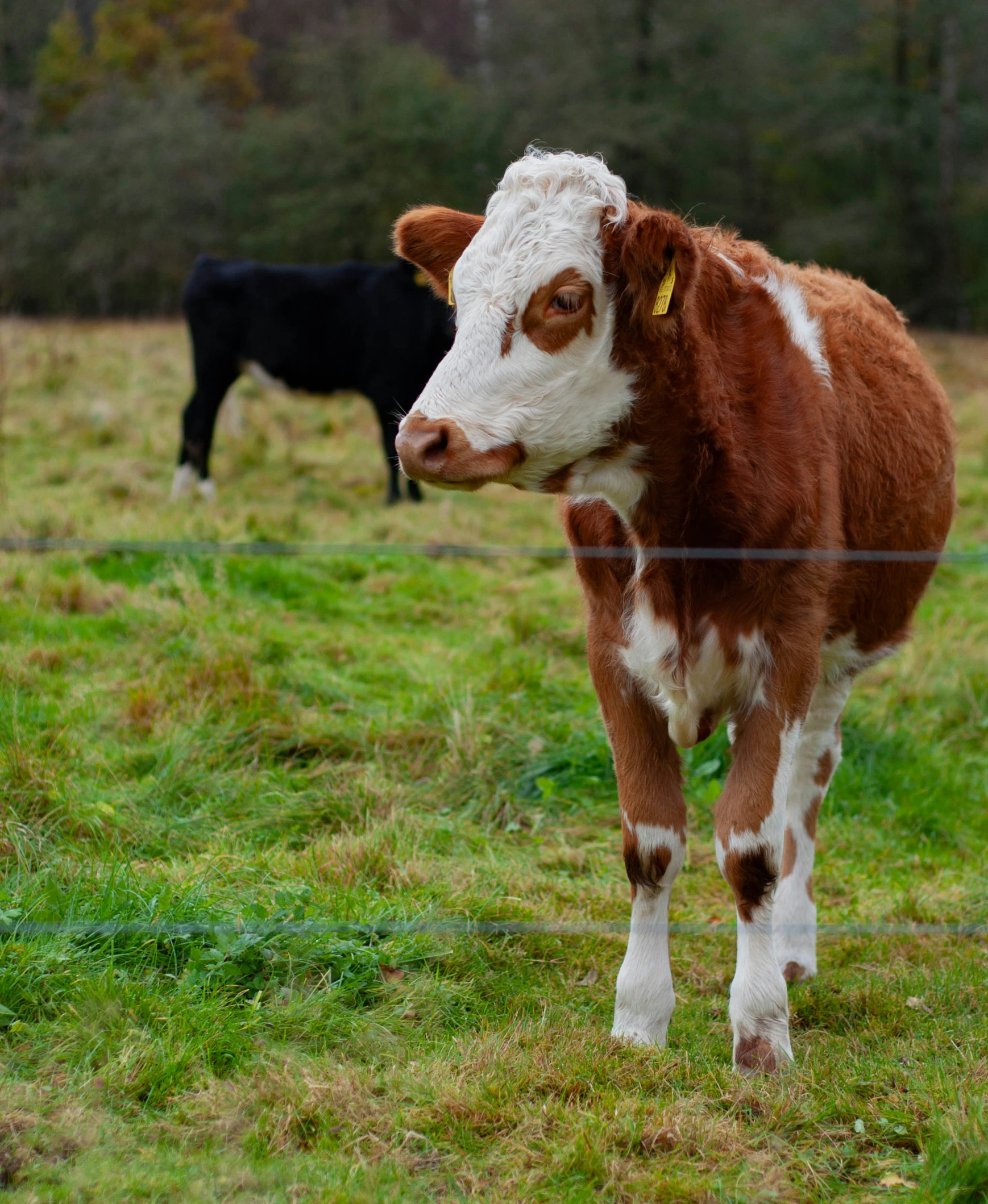 a cow with a bell collar is standing in the grass