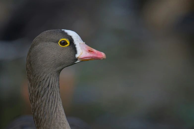 the head and eyes of a gray duck