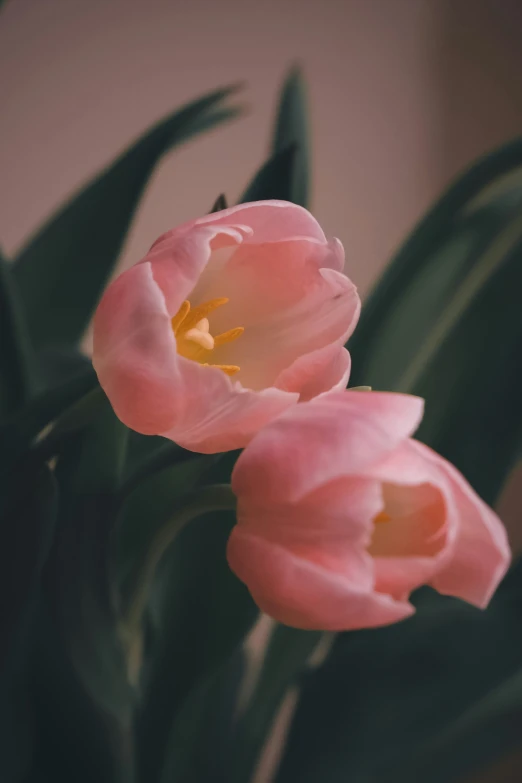 two pink flowers are blooming from green stems