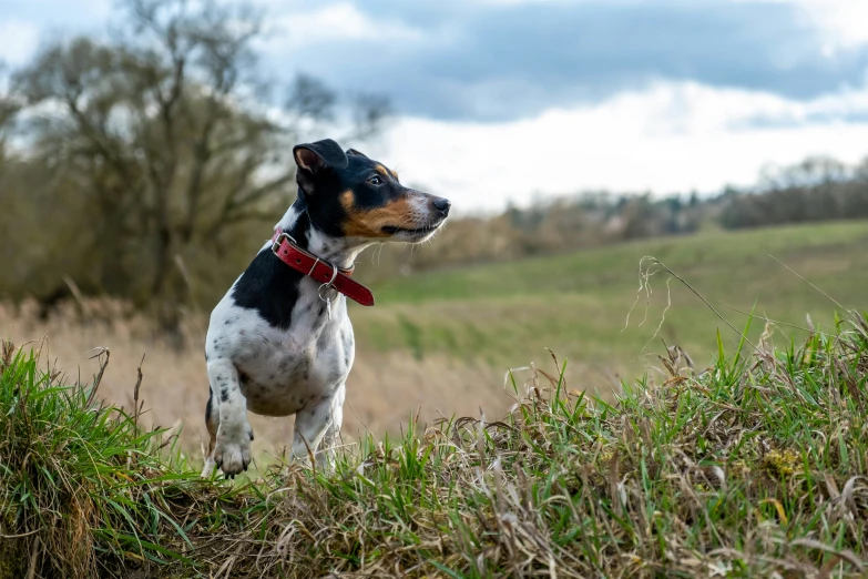 a dog stands in a field with grass