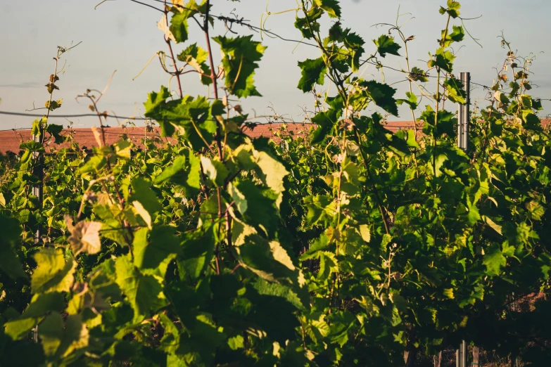 a very big bunch of vines in a field