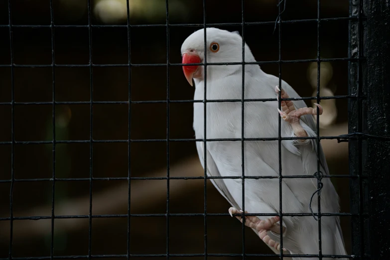 a white bird with a red beak standing on a perch in a cage