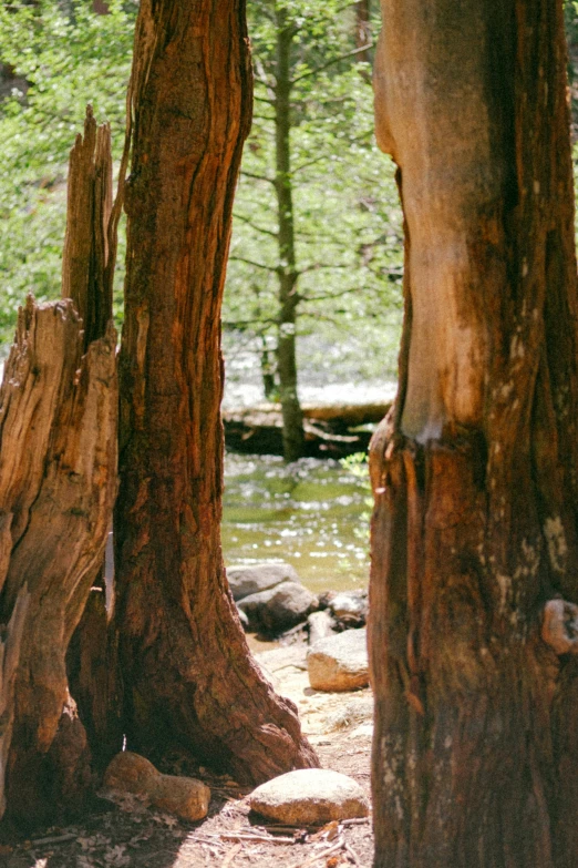 two very old looking trees sitting by a water way