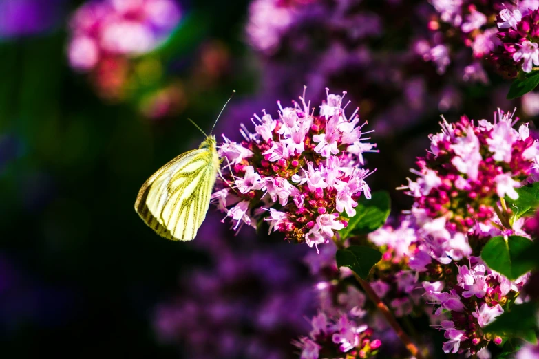 the colorful erfly is resting on the blooming flowers