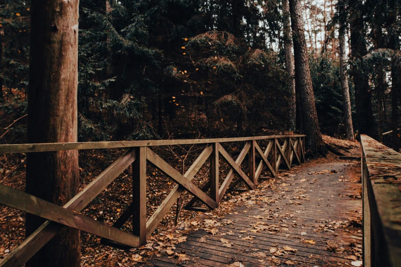 a wooden bridge over leaves leads to a forested area