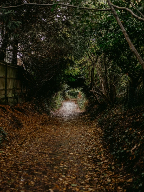 a path is covered with leaf as it enters an autumn tunnel