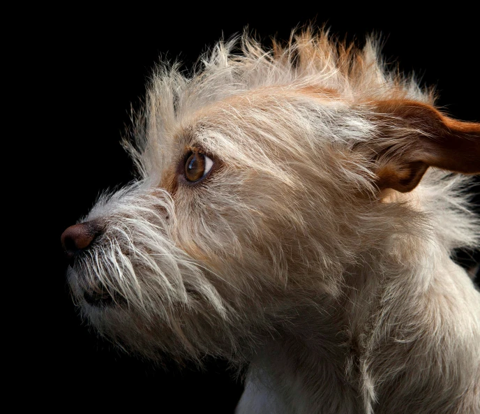 a close up of a dog with short hair on his head