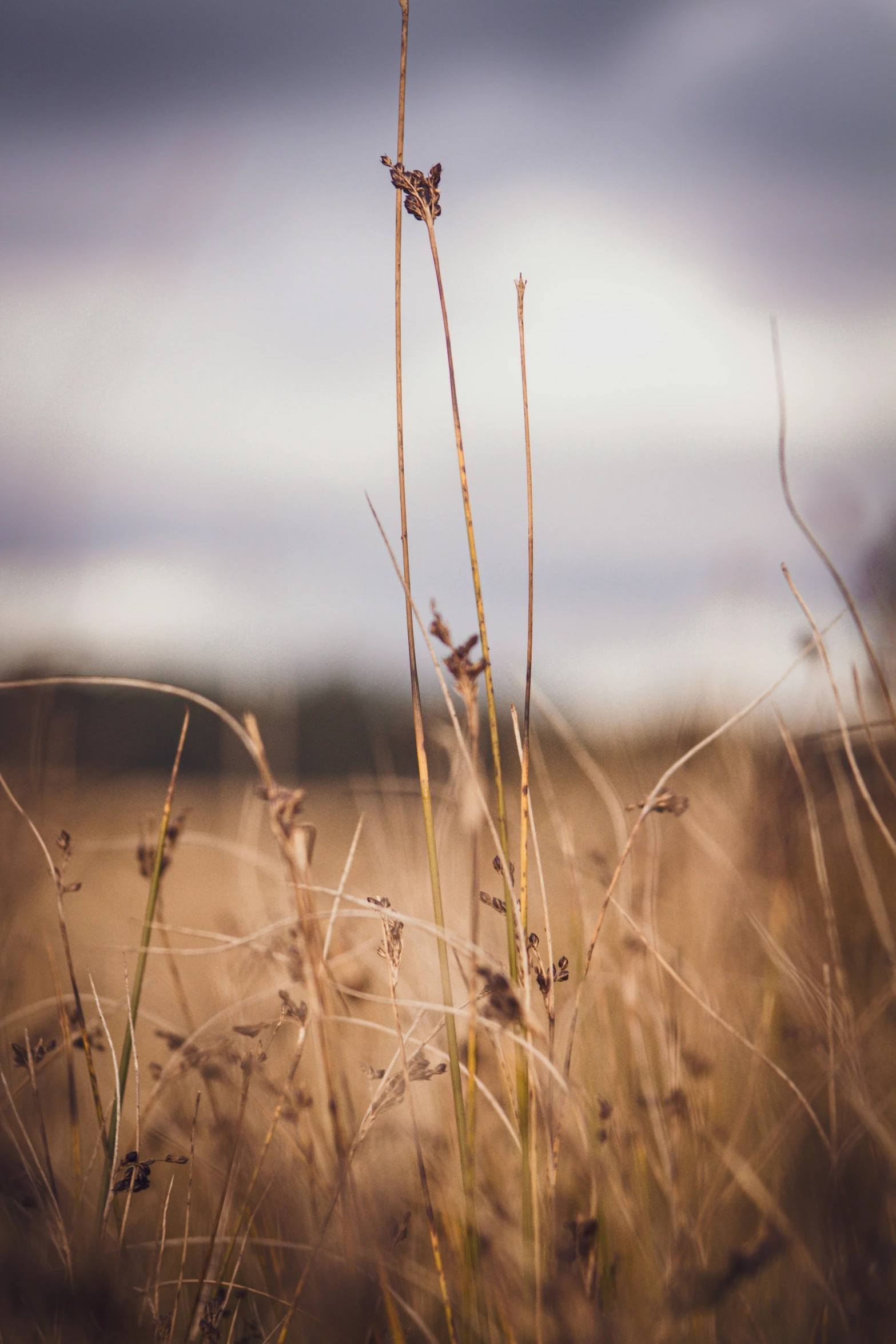 plants that are outside with some grass in the foreground