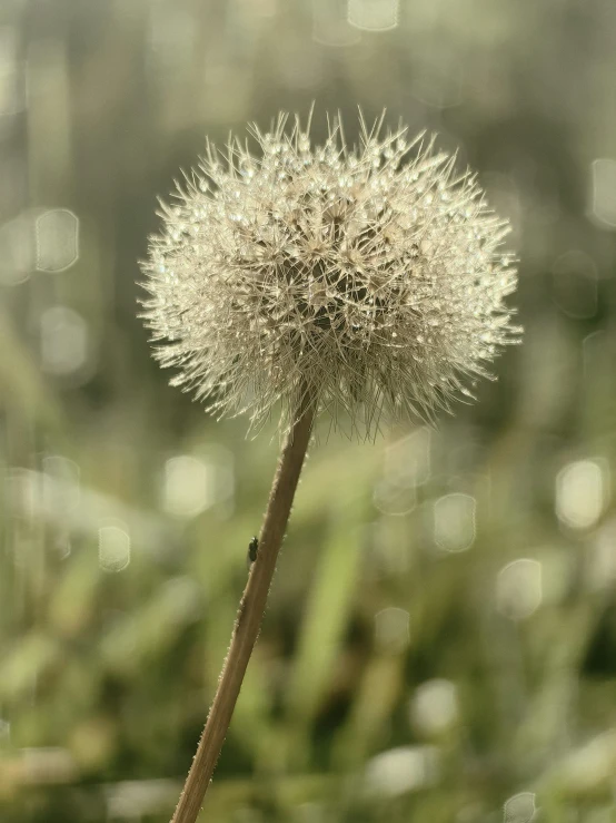 a close up of a flower with water droplets