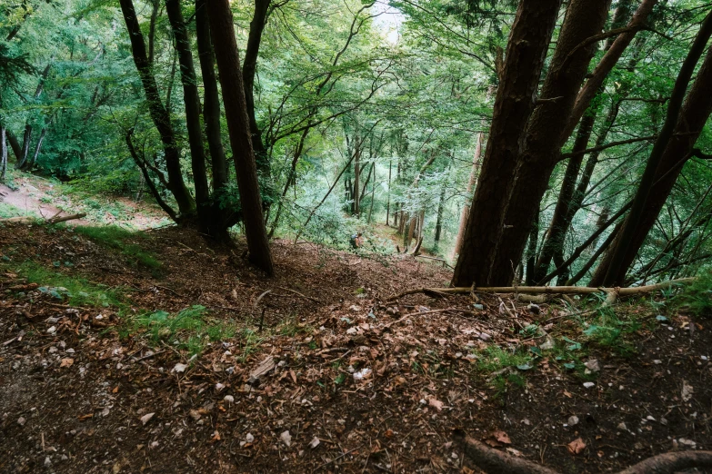 the trail winds through the woods by itself