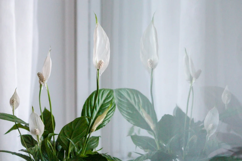 a plant is seen through the blinds on a window