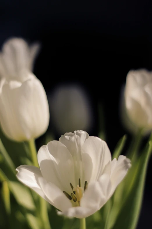 a bouquet of white tulips in the sunlight