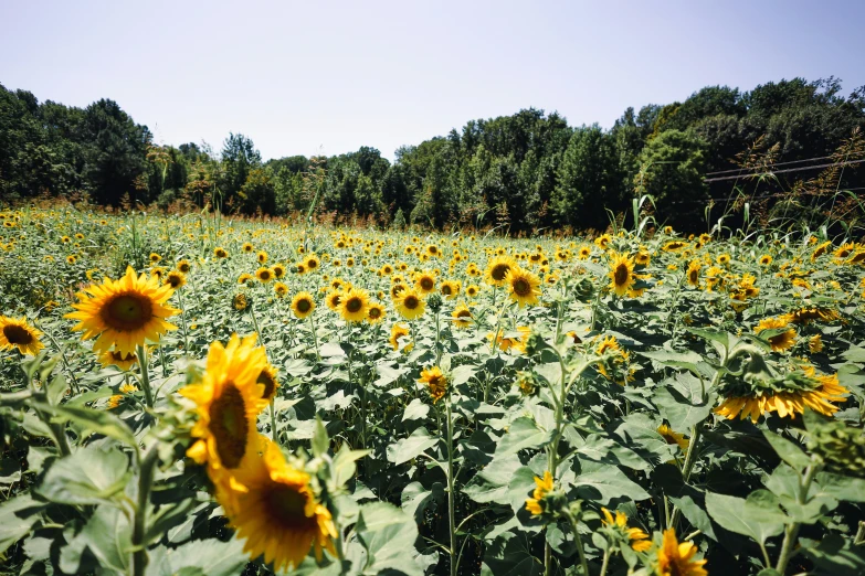 sunflowers grow in the field, with trees in the background