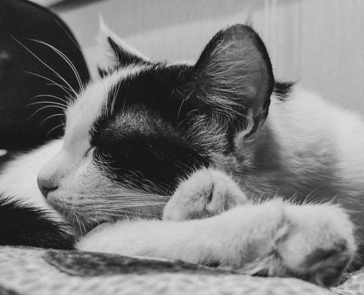 black and white po of a sleeping cat