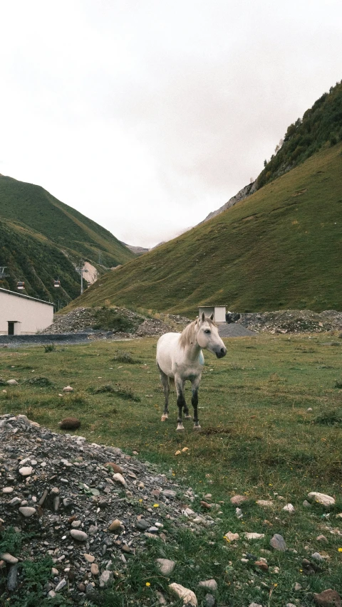 a white horse standing in a field with mountains in the background