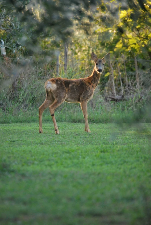 a small deer is standing in a field