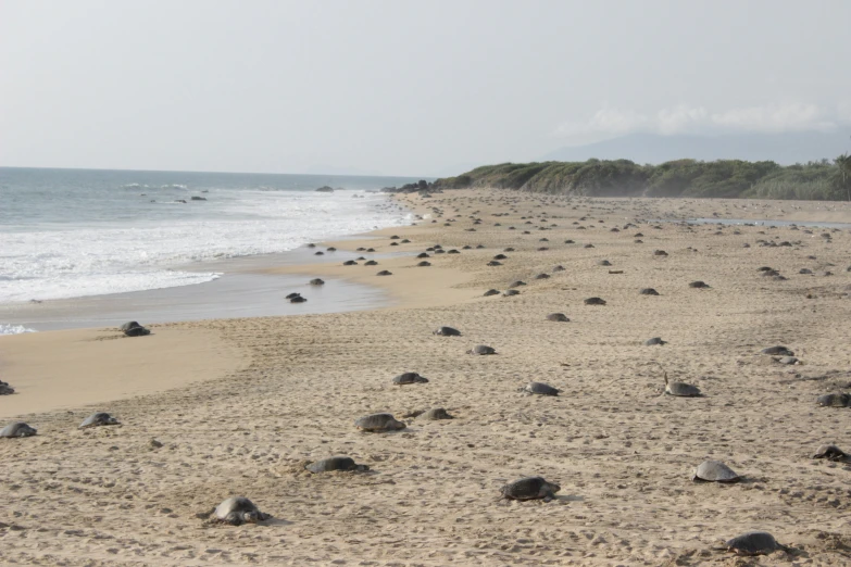 there are many turtles on the beach together