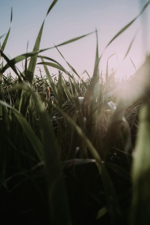 the sun peeking through tall grass with no leaves