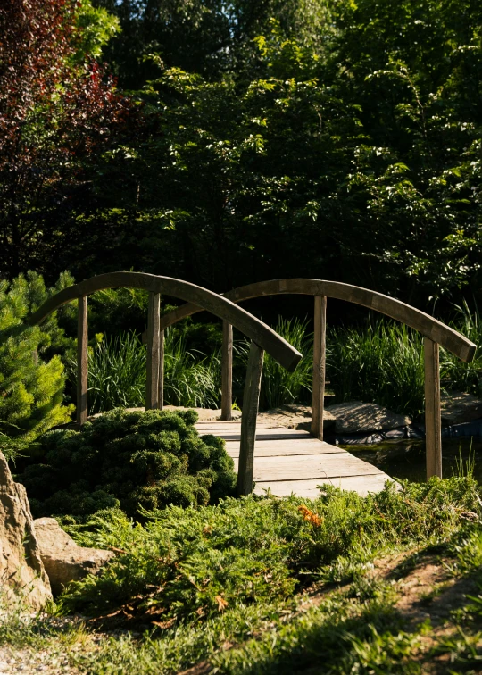 a wooden bridge sits between the tall trees