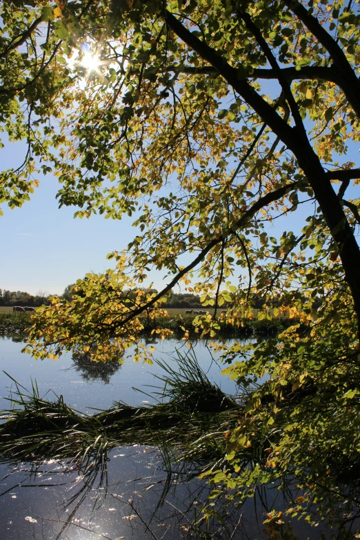 a view from below of some water that has trees in the water