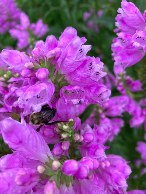 a honey bee foraging among purple flowers on a sunny day