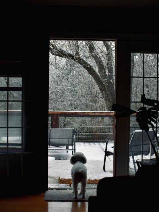 a white dog looking out the sliding glass door