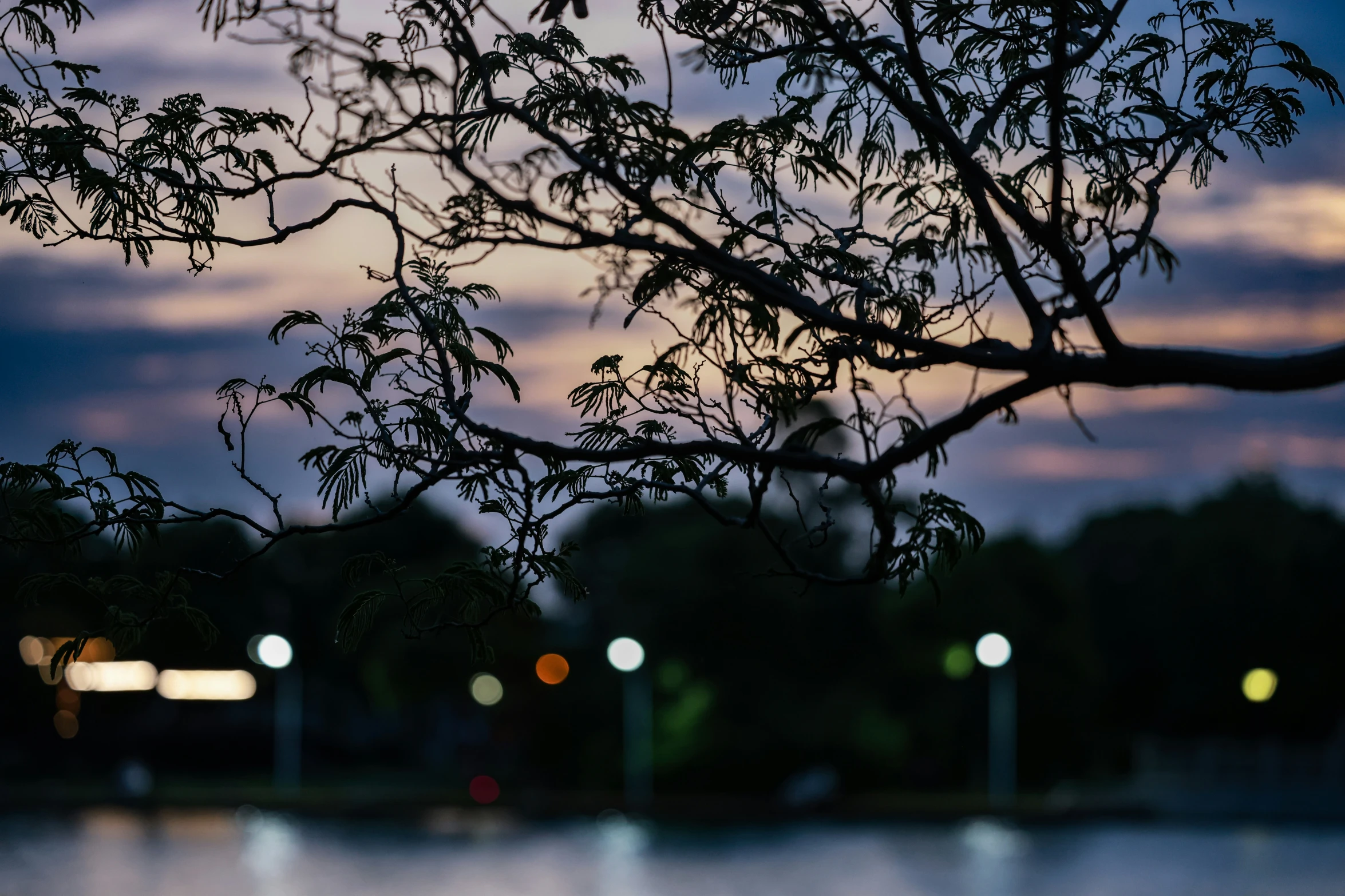 trees silhouetted against the evening sky over a lake