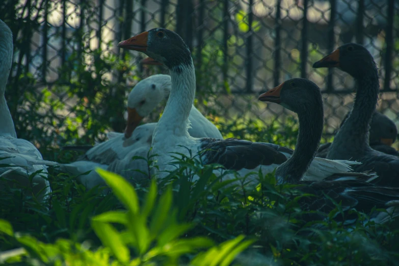 three ducks sitting in the grass and one looking away