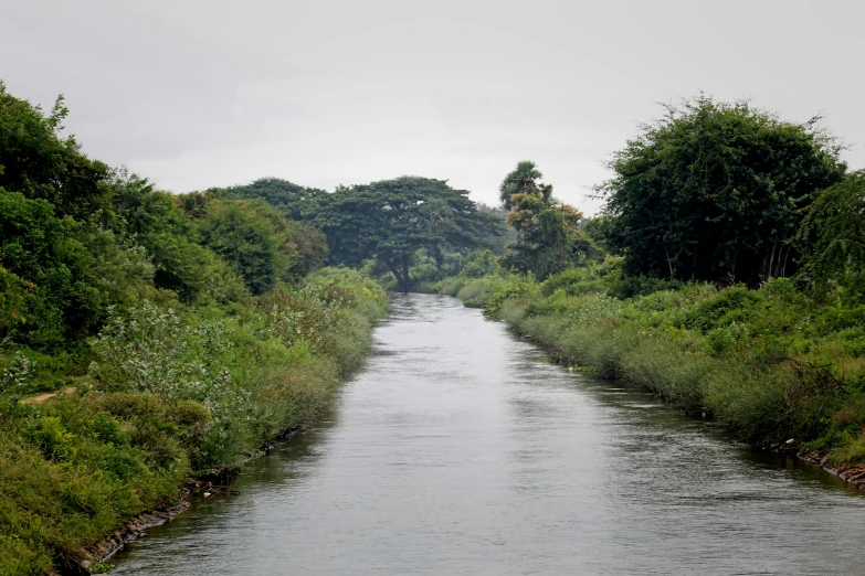 an open river flowing between a forest with tall trees