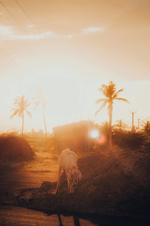 the cow is grazing in the field during sunset