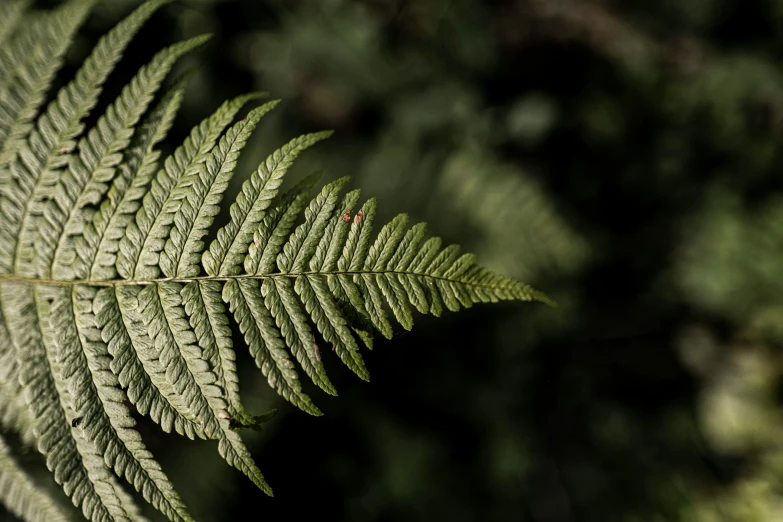 a close up po of a green leaf