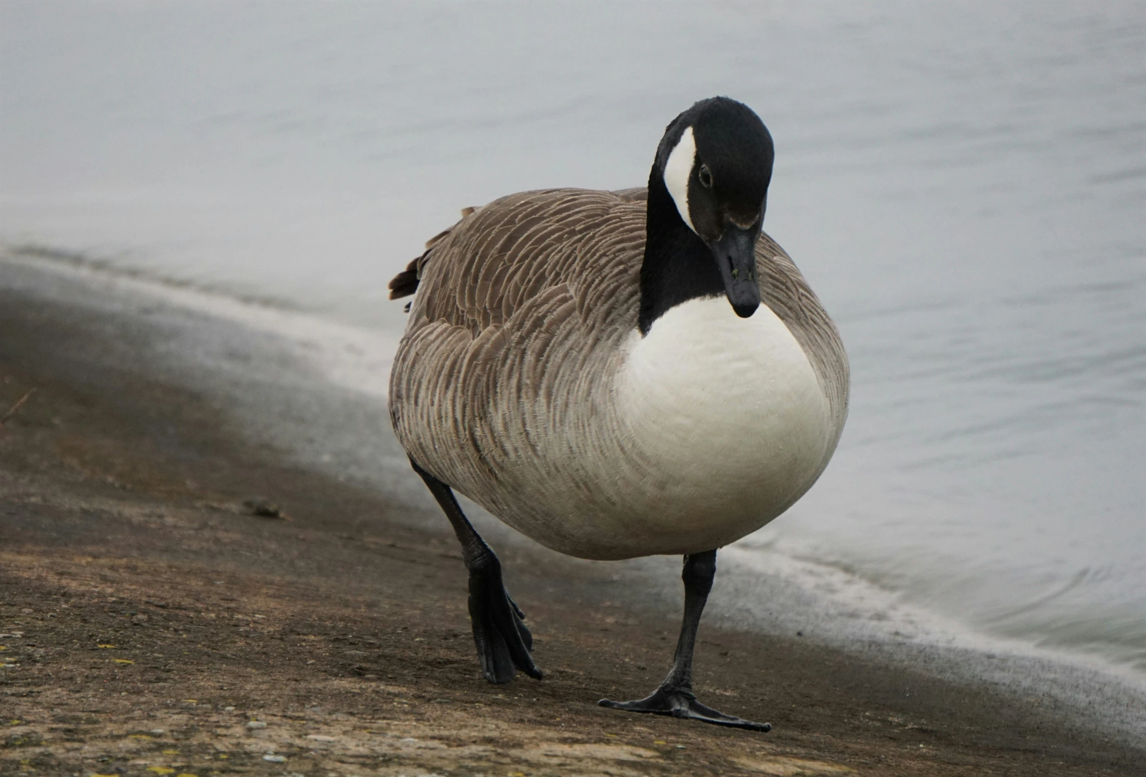 a duck standing on the beach in the fog