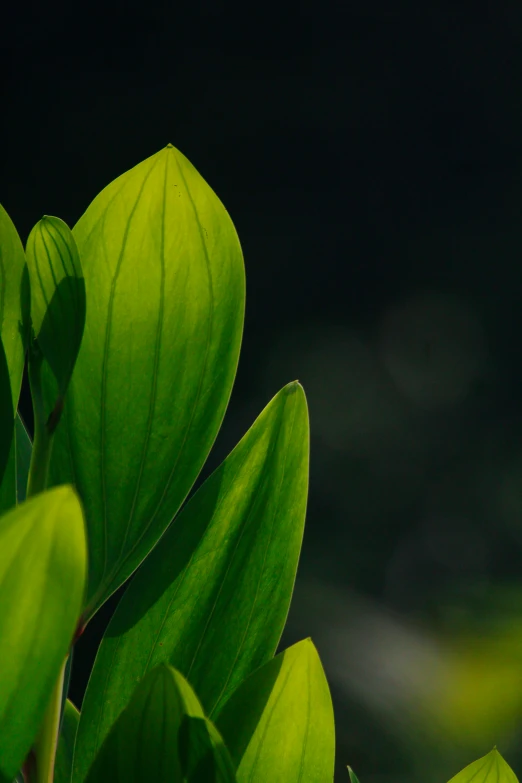 close up of a leafy plant in the evening