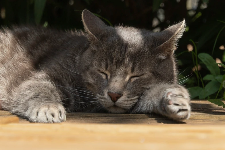 a grey cat is curled up and relaxing on a wooden floor