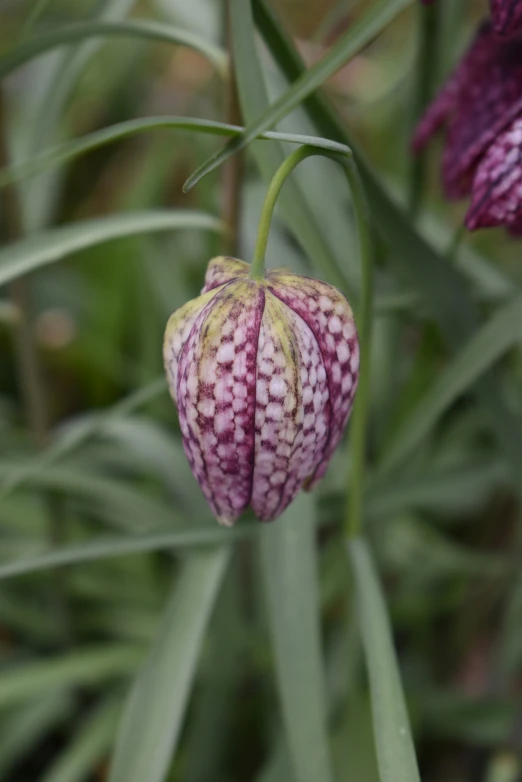 this is an image of some flowers with blurry colors