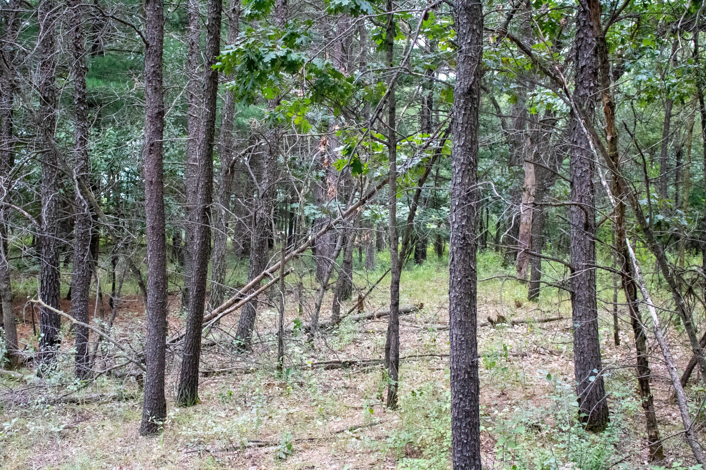 a grassy patch in the middle of a forest