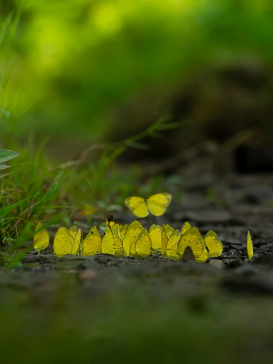 several small yellow erflies are clustered together on the ground