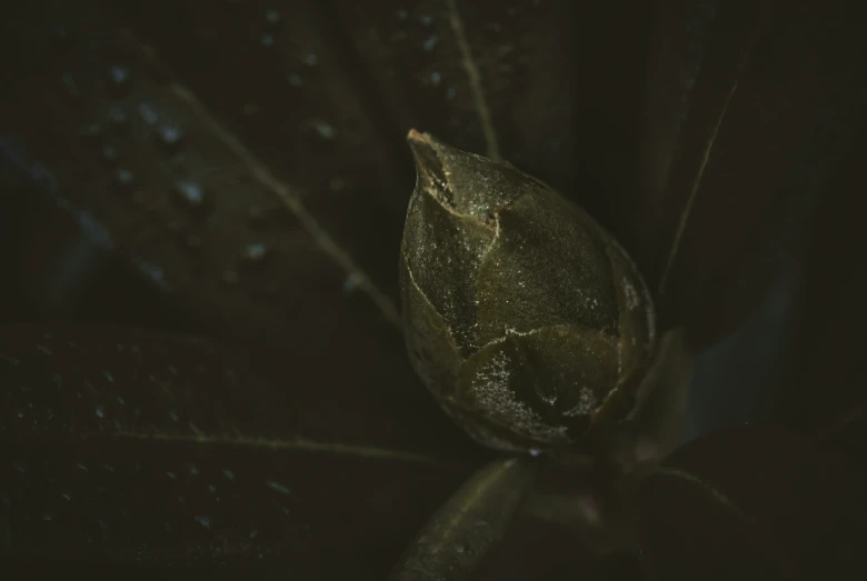 an un - opened leaf with water droplets on the leaves