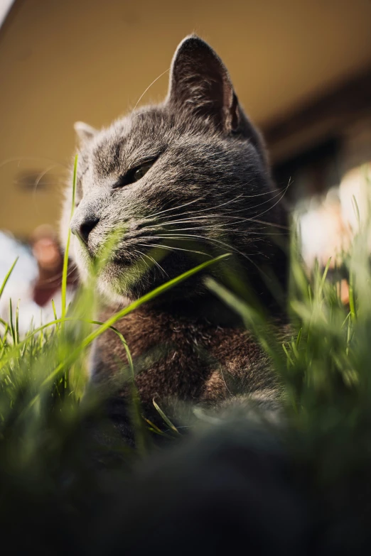 a grey cat sitting in the grass near a building