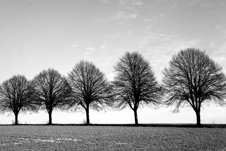 a couple of horses standing next to a row of trees