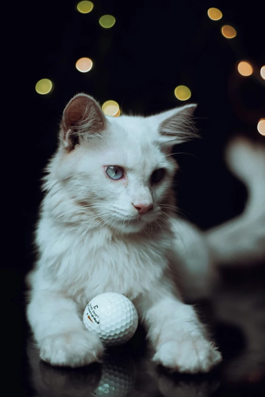 a cat looking at a ball with blurred lights in the background