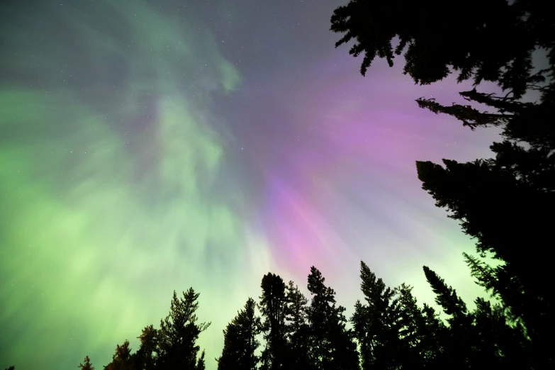 the aurora bore in the sky above some trees